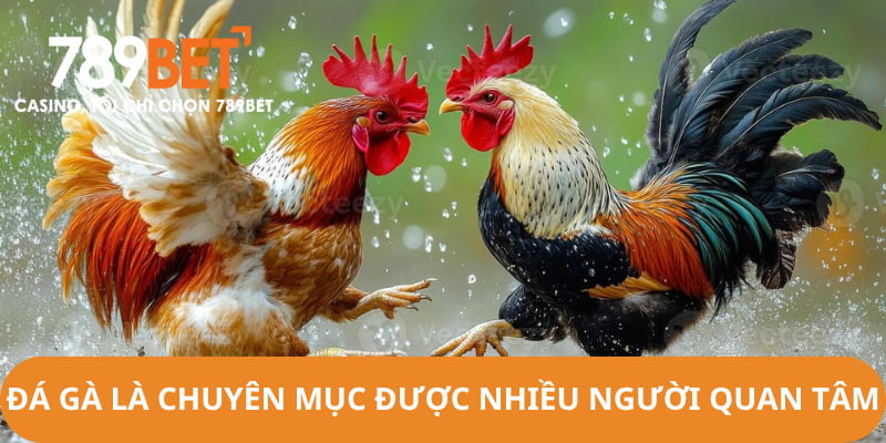 Đá Gà là chuyên mục được nhiều người chơi quan tâm