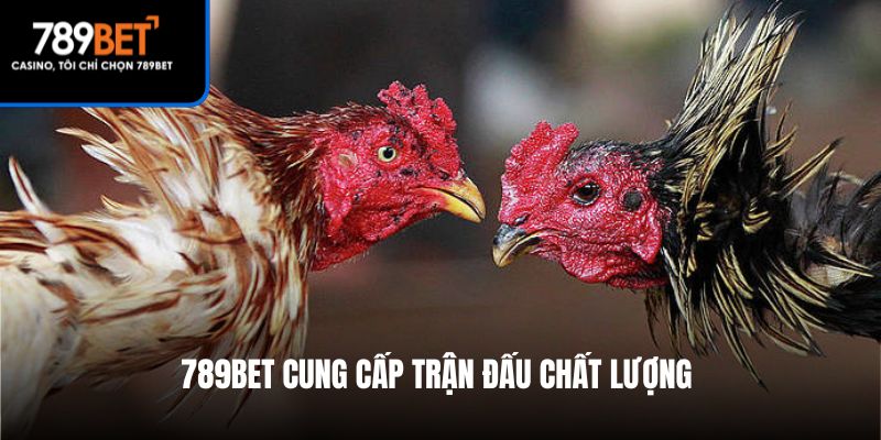 789Bet cung cấp trận đấu chất lượng